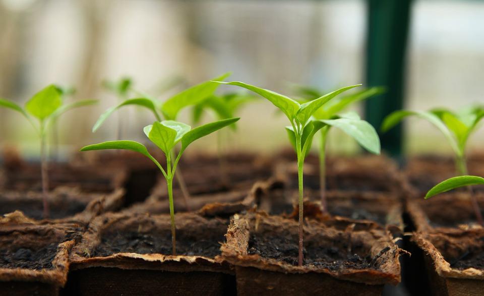 Plants grown in rows of pots